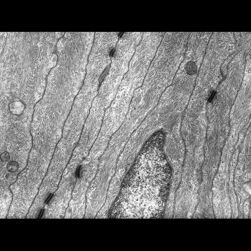 barrier epithelial cell