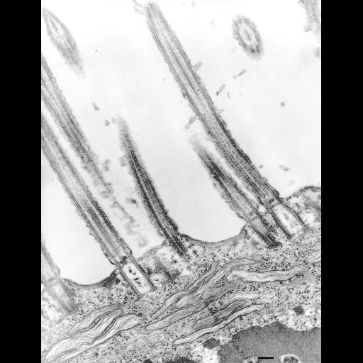 eukaryotic cell