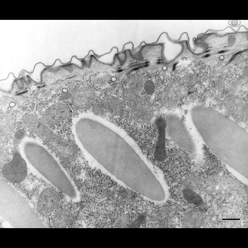 eukaryotic cell