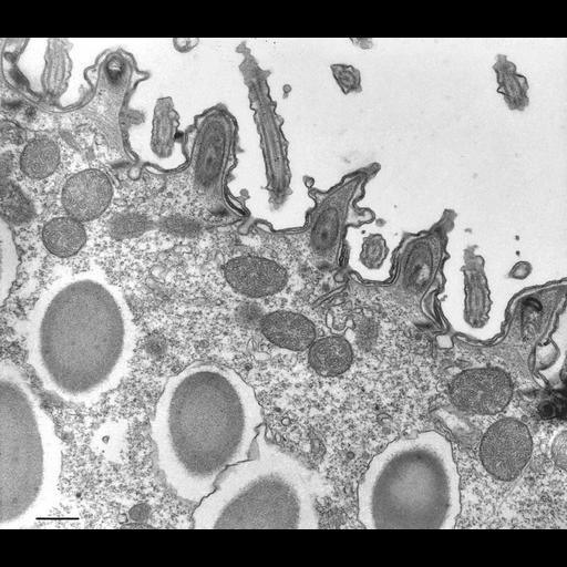 eukaryotic cell