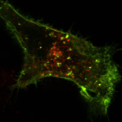 early endosome