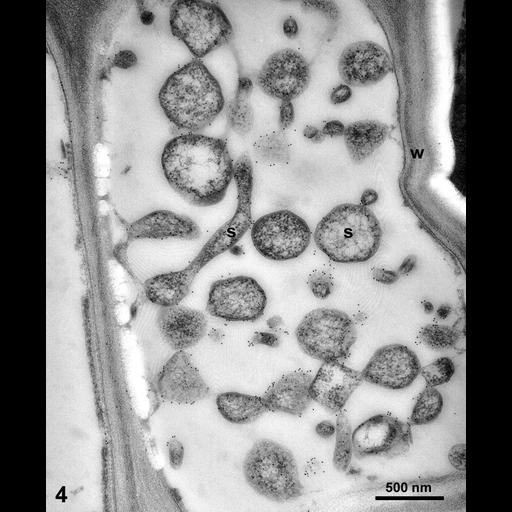 plant cell