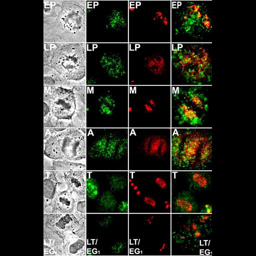 fibroblast