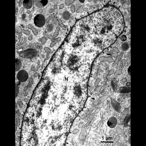 secretory cell