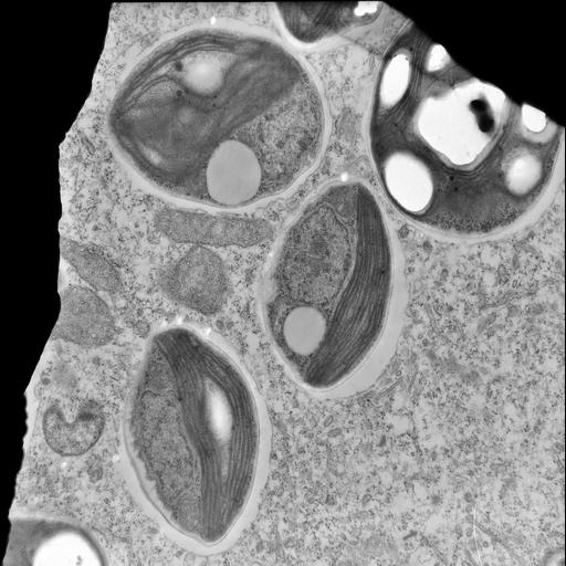 eukaryotic cell