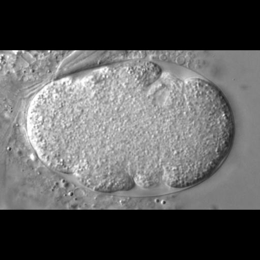 early embryonic cell