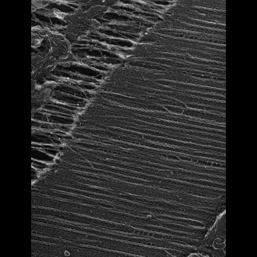 flight muscle cell