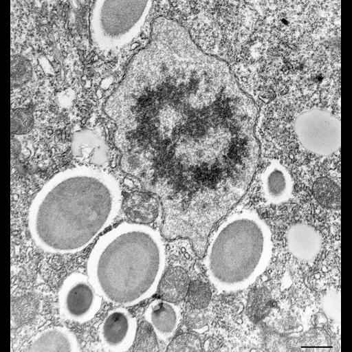 eukaryotic cell