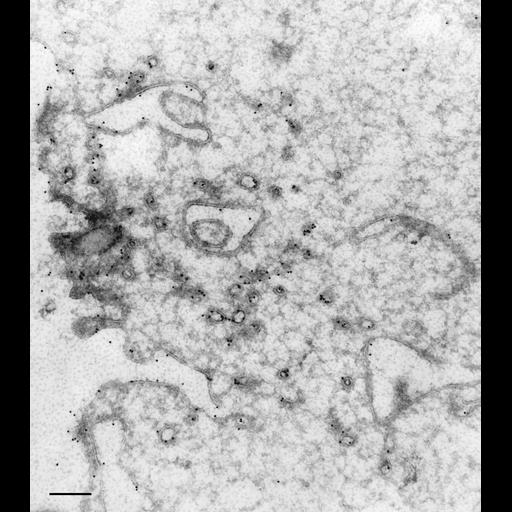 eukaryotic cell