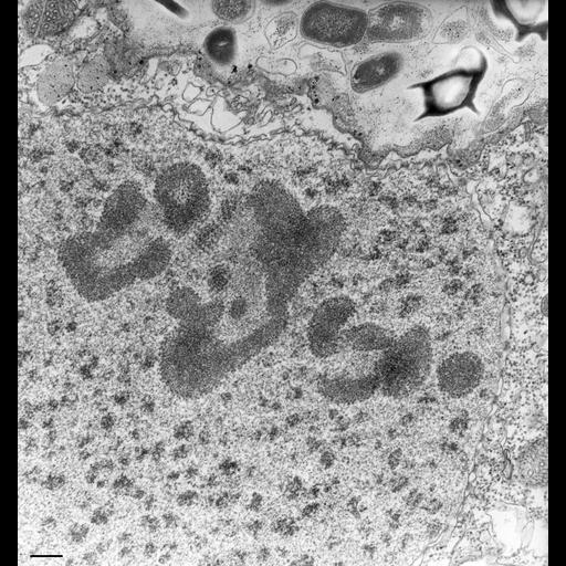 eukaryotic cell