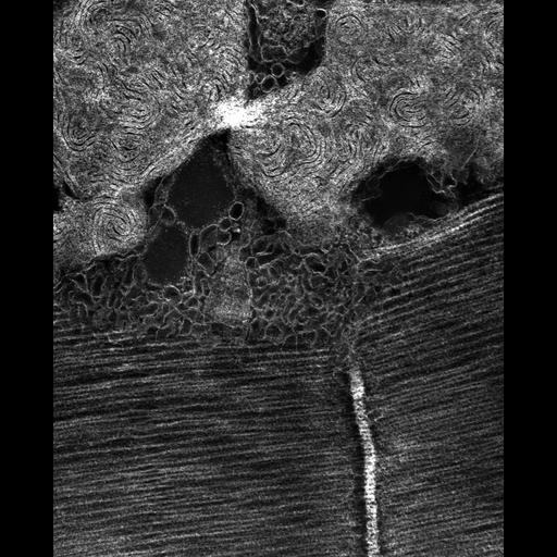 flight muscle cell