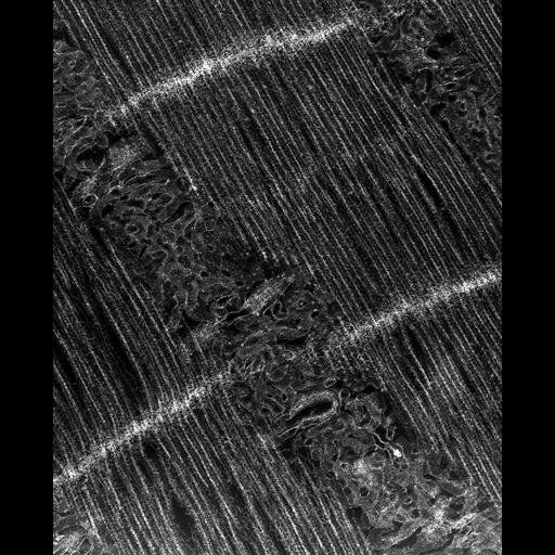 flight muscle cell