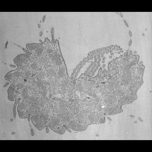 eukaryotic cell