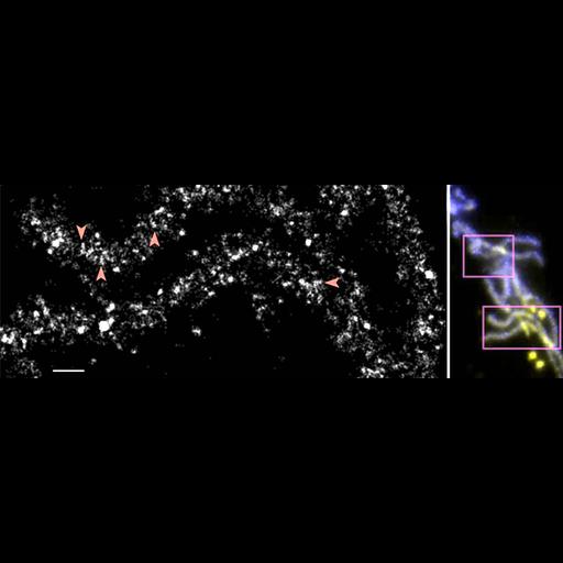 early embryonic cell