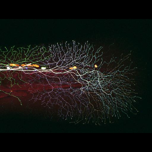 sensory neuron