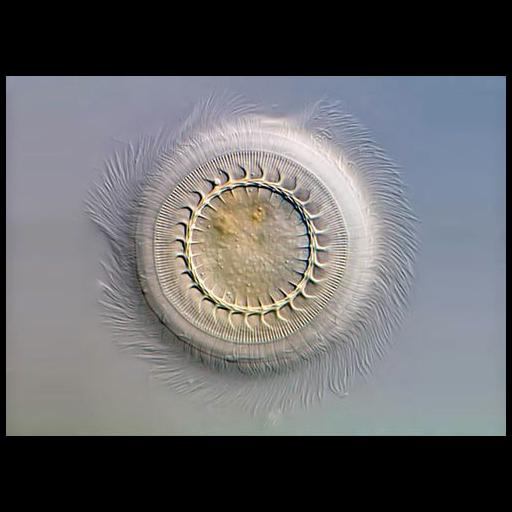 cilium