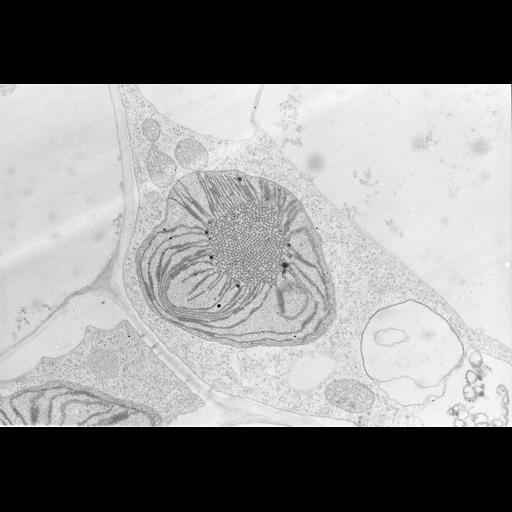 photosynthetic cell