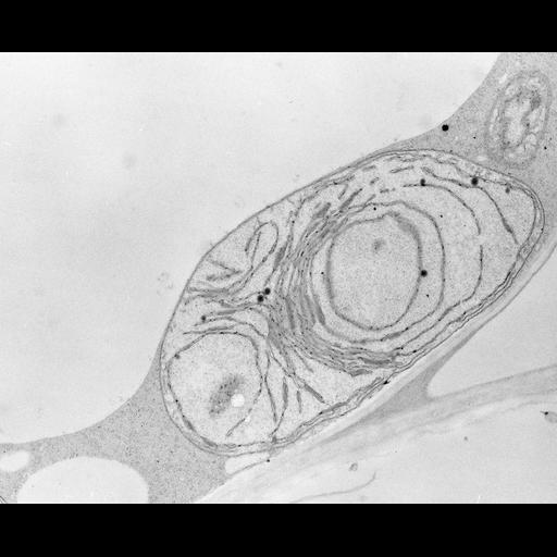 photosynthetic cell