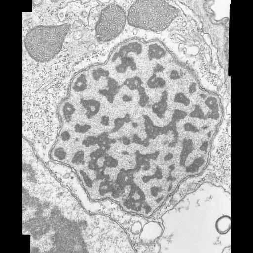 eukaryotic cell