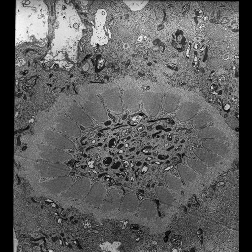 eukaryotic cell