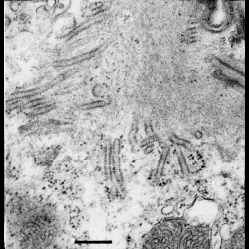 eukaryotic cell