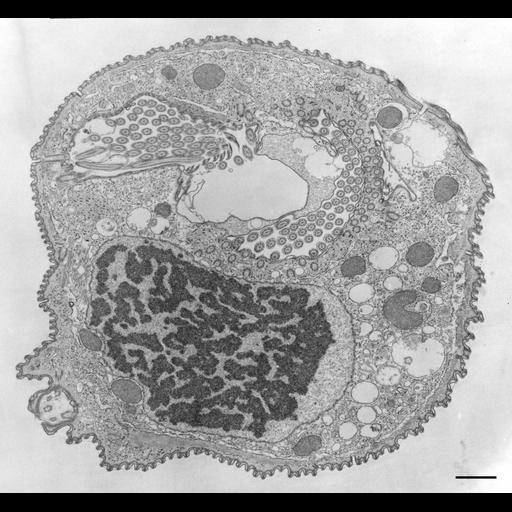 eukaryotic cell