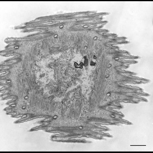 eukaryotic cell