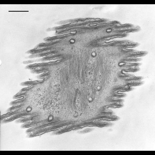 eukaryotic cell